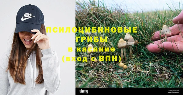 шишки Алзамай